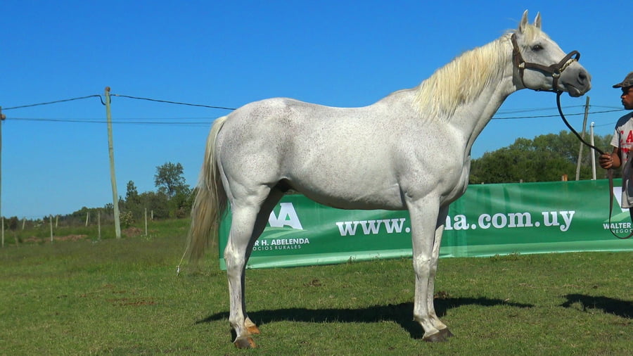 Lote VINEYARD HAVEN (USA)