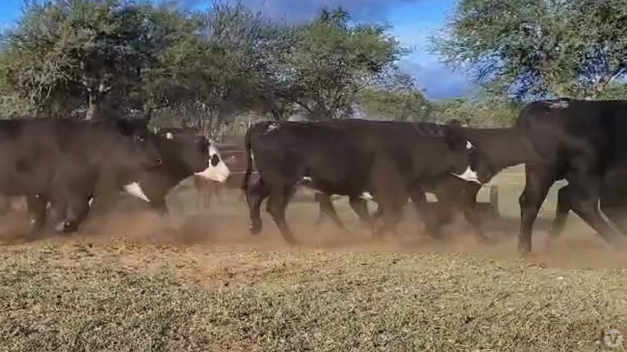 Lote 24 Vaquillonas y  Vacas nuevas preñadas