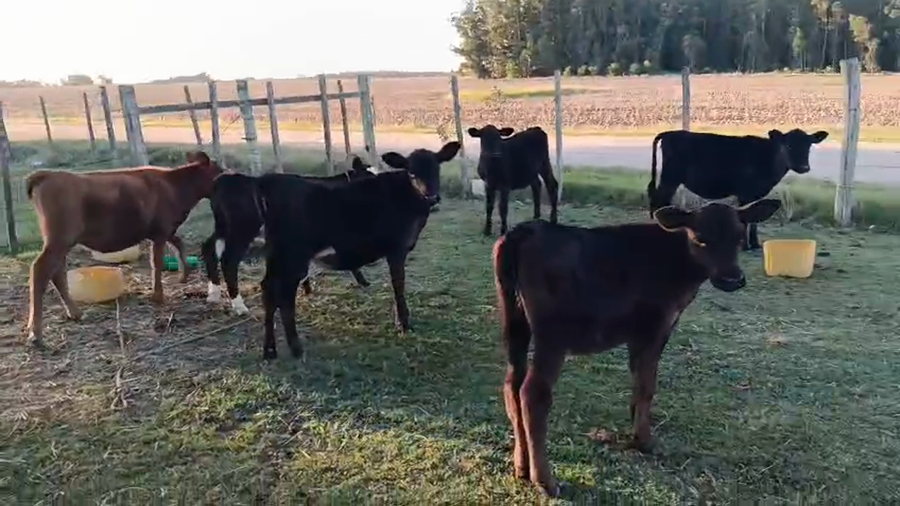 Lote 6 Terneras a remate en Pantalla Camy - Aniversario 31 Años, San José