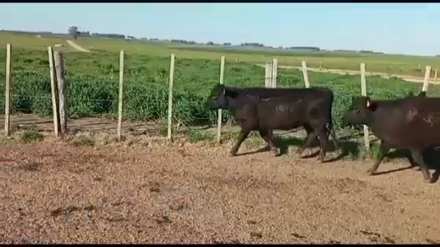 Lote VAQUILLONAS DE 1 A 2 AÑOS