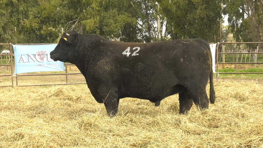 Lote TOROS ANGUS NEGROS  PC
