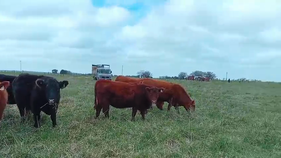 Lote 28 Vaquillonas c/garantía de preñez