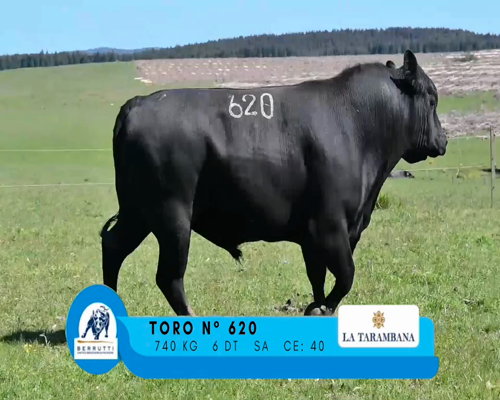 Lote TORO 620