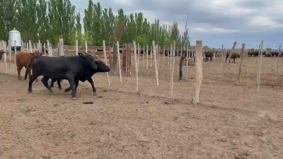 Lote 50 Novillitos y vaquillonas en San Rafael, Mendoza