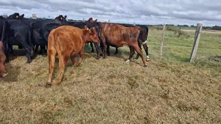 Lote 15 Vaca a remate en Pantalla Camy, San José