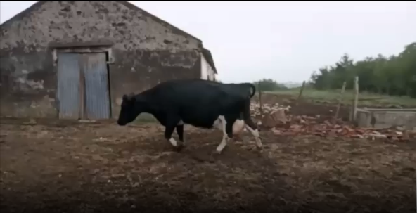 Lote 1 Vaca en San José