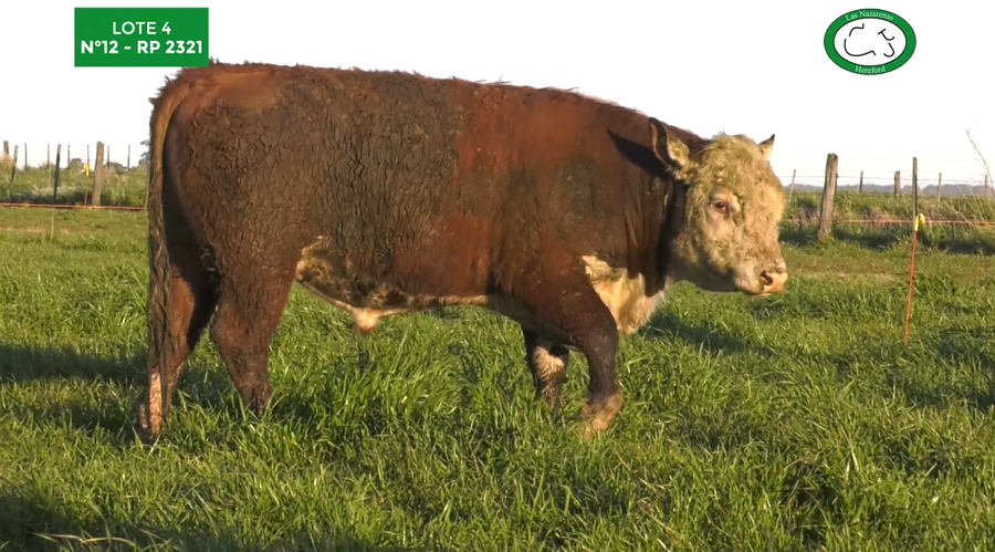 Lote Toros Polled Hereford Puros Registrados. Las Nazarenas