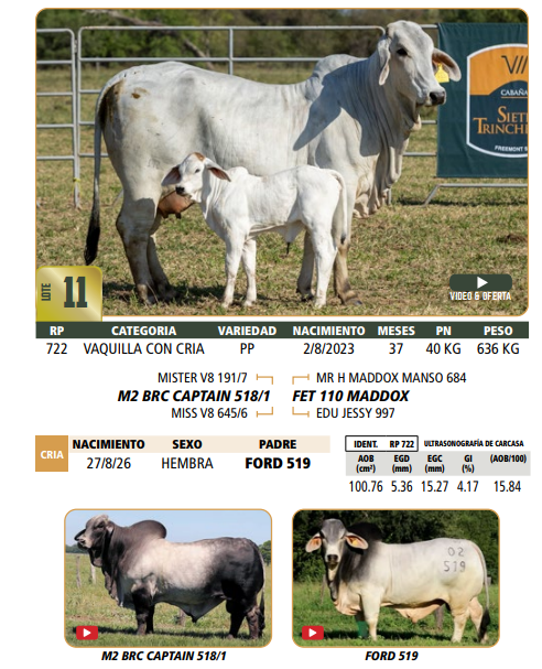 Lote LOTE 11