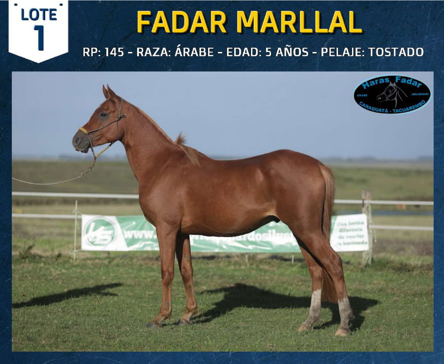 Lote FADAR MARLLAL