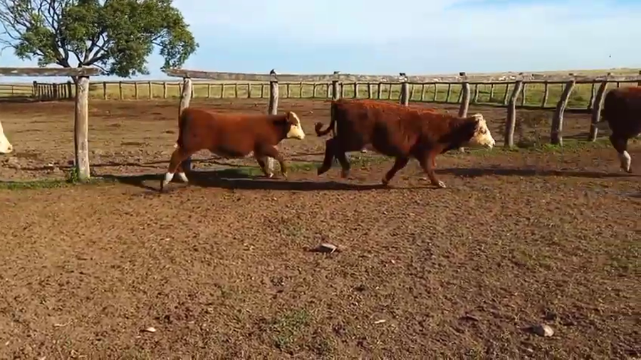 Lote 75 Terneras