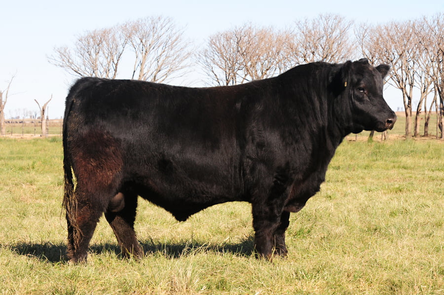 Lote Toros PP Destacados