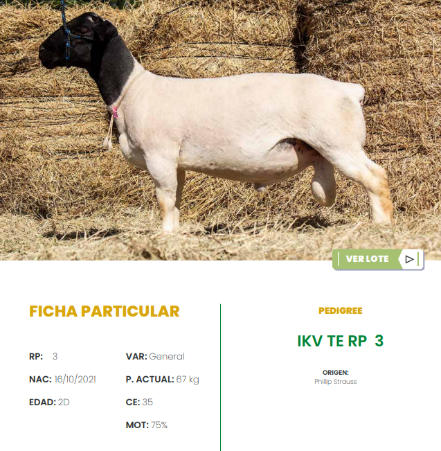 Lote LOTE 2