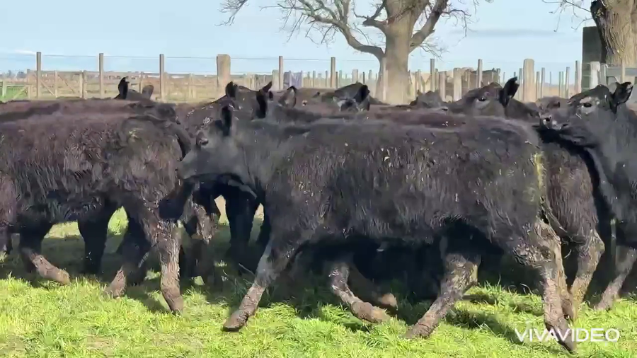 Lote 45 Vaquillonas P/ entorar