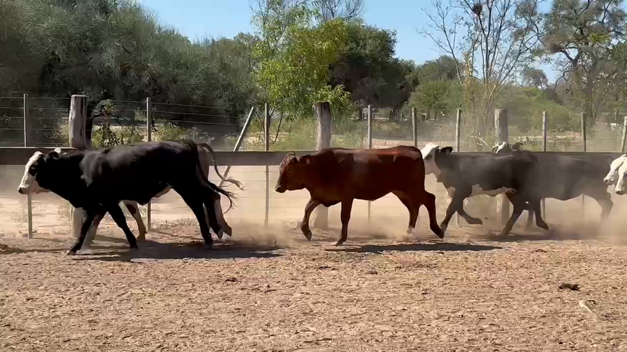 Lote 50 Vaquillonas en Las Lomitas, Formosa