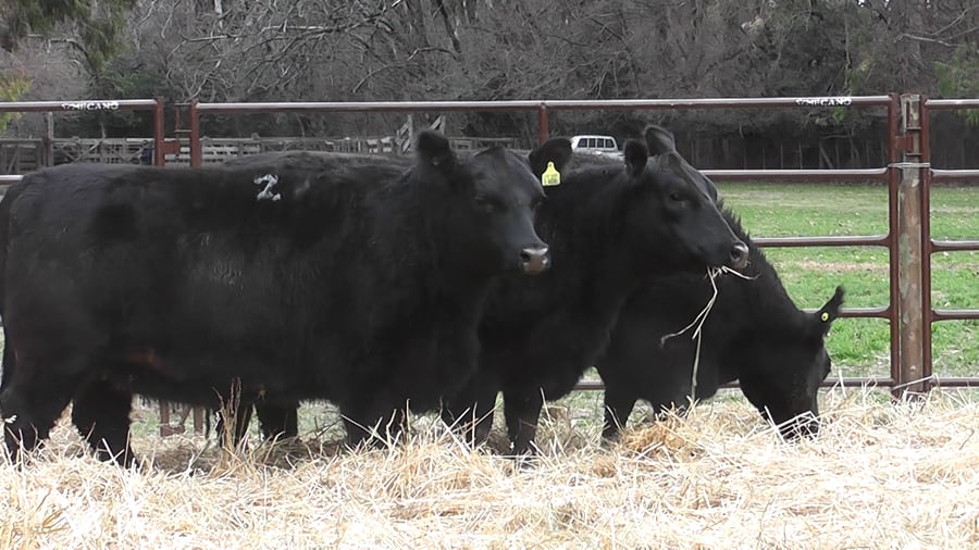 Lote VAQUILLONAS PURAS DE PEDIGREE (c/garantía de preñez o parida)