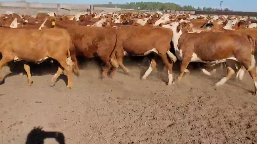 Lote 165 Terneras en Villaguay, Entre Ríos