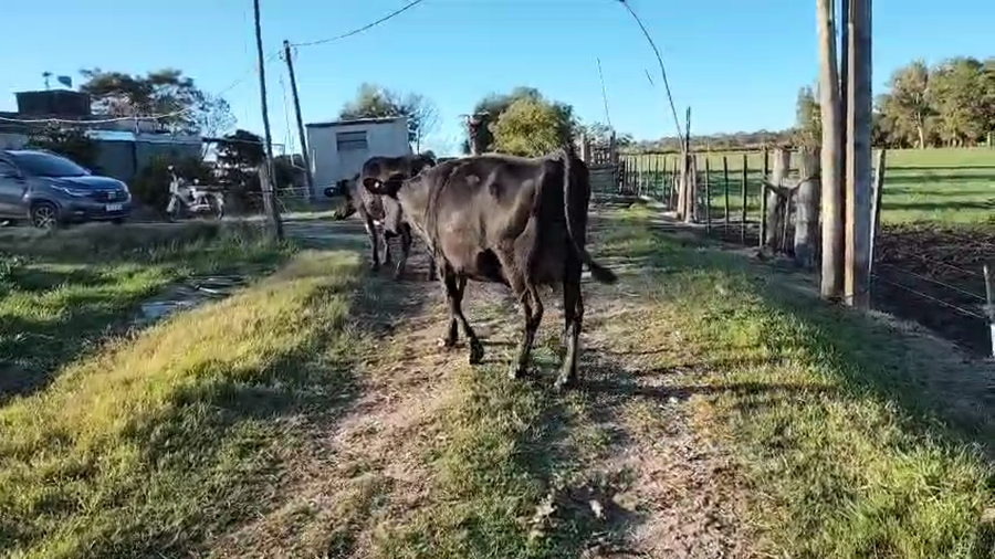 Lote 2 Vaquillonas  a remate en Pantalla Camy, San José