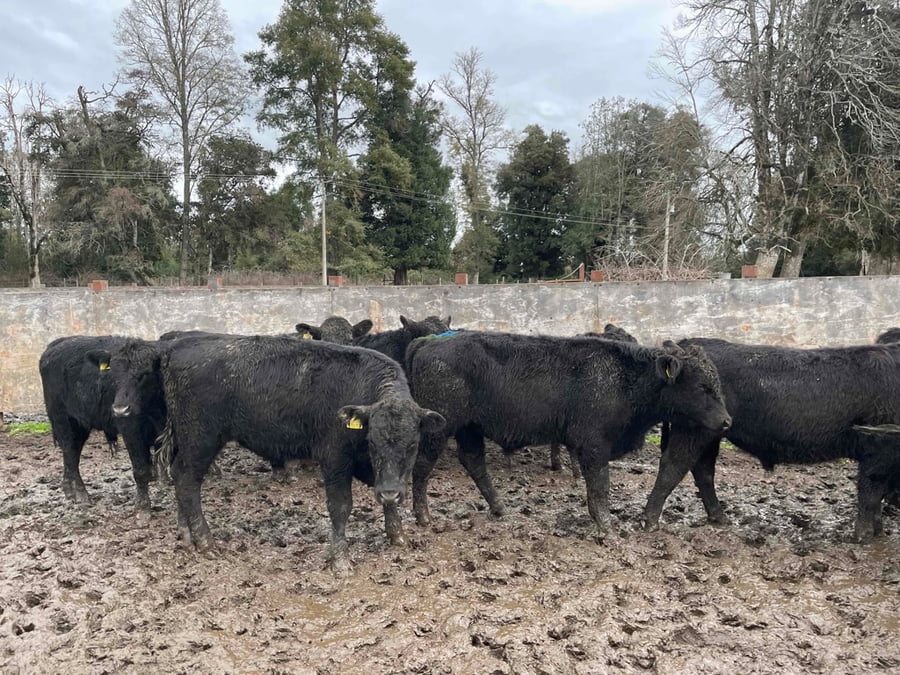 Lote 30 Ternero en La Unión, XIV Región Los Ríos