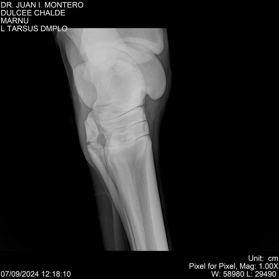 Lote DULCE CHANDEE (Arg)