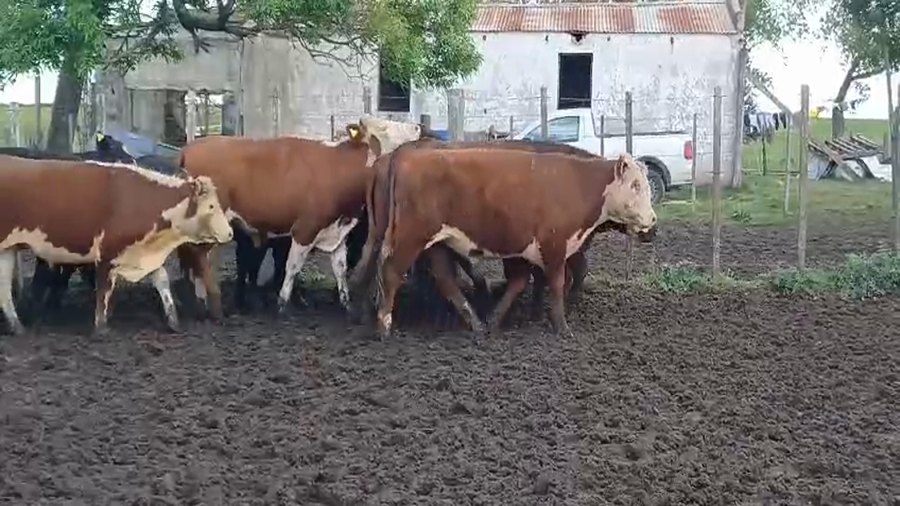Lote (Vendido)25 Novillos HEREFORD/ ANGUS a remate en #50 Pantalla Carmelo 390kg -  en FLORES