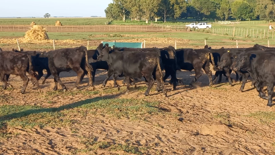 Lote 100 Terneros EN GUAMINI