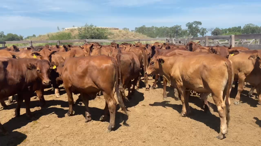 Lote 120 Novillitos en Juan José Castelli, Chaco
