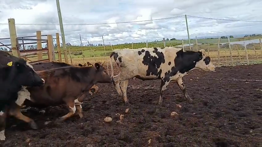 Lote 50 Novillo Engorda en Rengo, VI Región O-Higgins