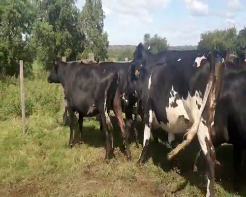 Lote 10 Vaquillonas  KIWI a remate en Remate Elite por Pantalla de Ganado Lechero 400kg - , San José