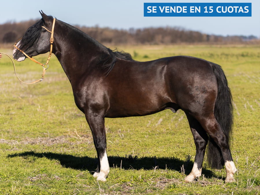 Lote GOYAZ CHICO PLUMON