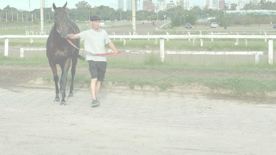 Lote ESTIGMA (IL CAMPIONE -  SIGMA PARODI) EN TRAINING