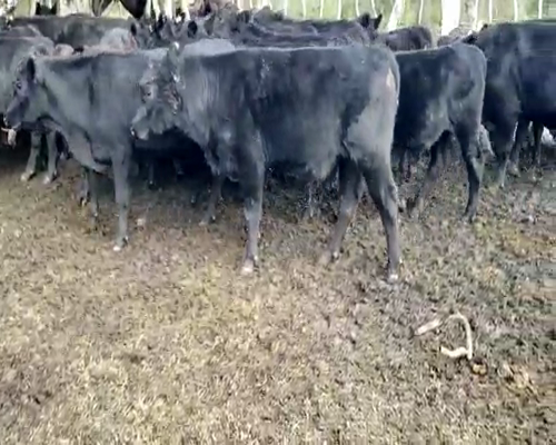 Lote 30 Terneros en Entre Ríos, Villaguay