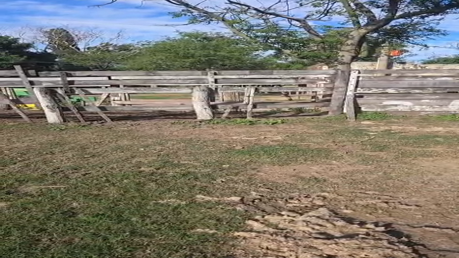 Lote 6 Terneros Holando Argentino en  Sunchales, Santa Fe