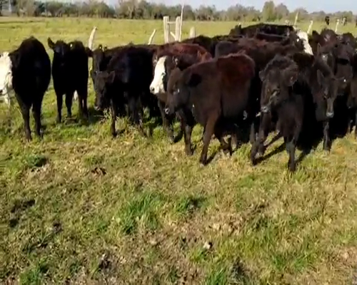 Lote 69 Terneros/as en Villaguay, Entre Ríos
