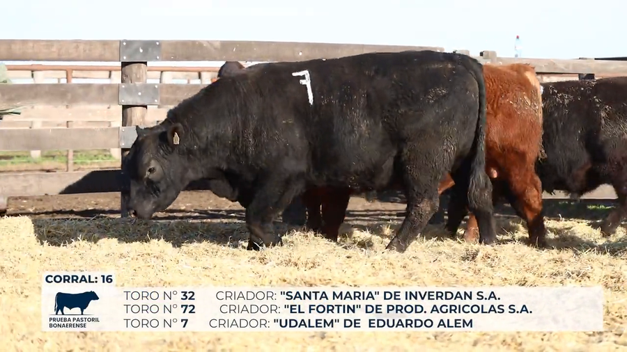 Lote Toros