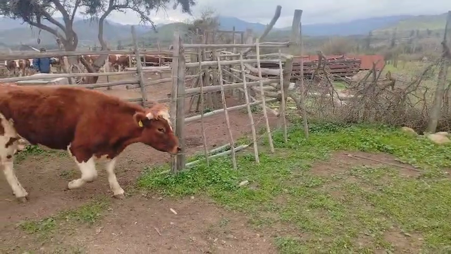 Lote 30 Novillo Engorda en Illapel, IV Región Coquimbo