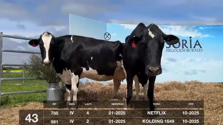 Lote VACAS Y VAQUILLONAS PRÓXIMAS