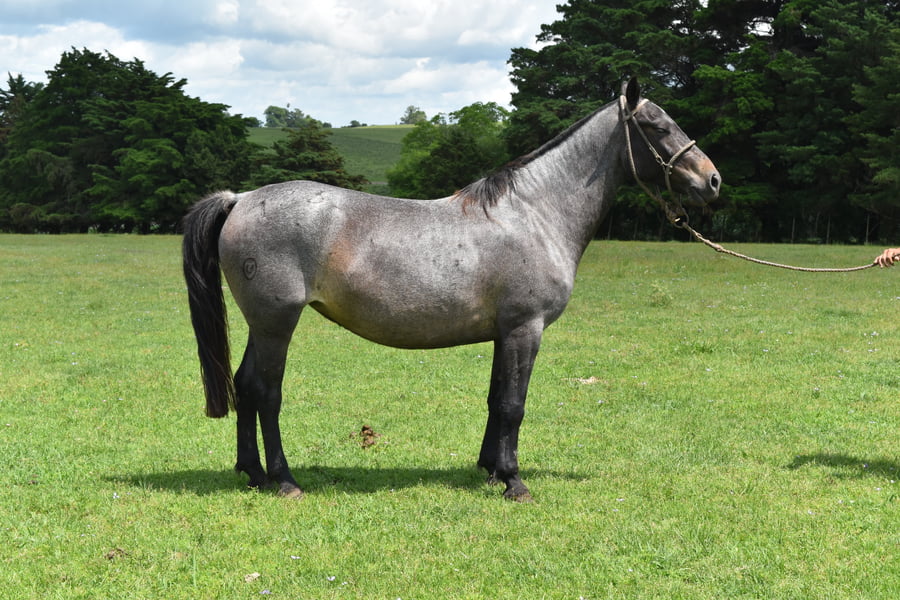 Lote RP 133 - VILLERA TURENA