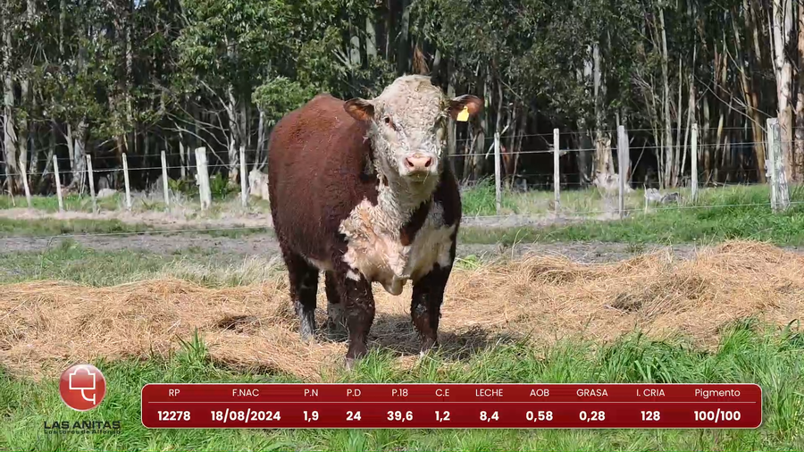 Lote Lote 12