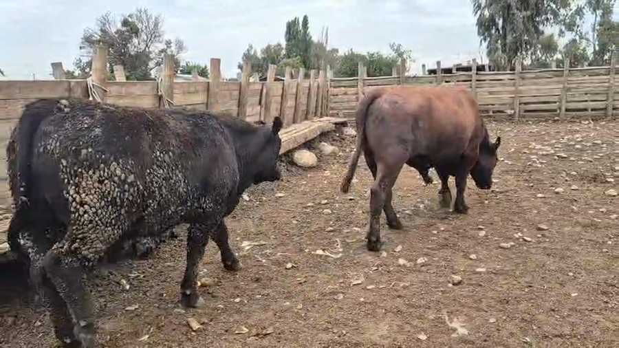 Lote 45 Novillo Gordo en Pelarco, VII  Región Maule