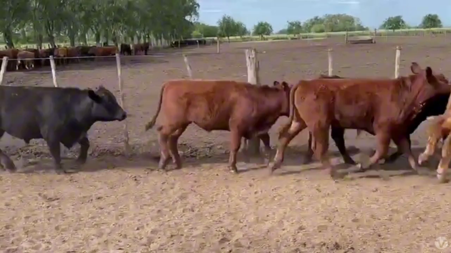 Lote 65 Terneros