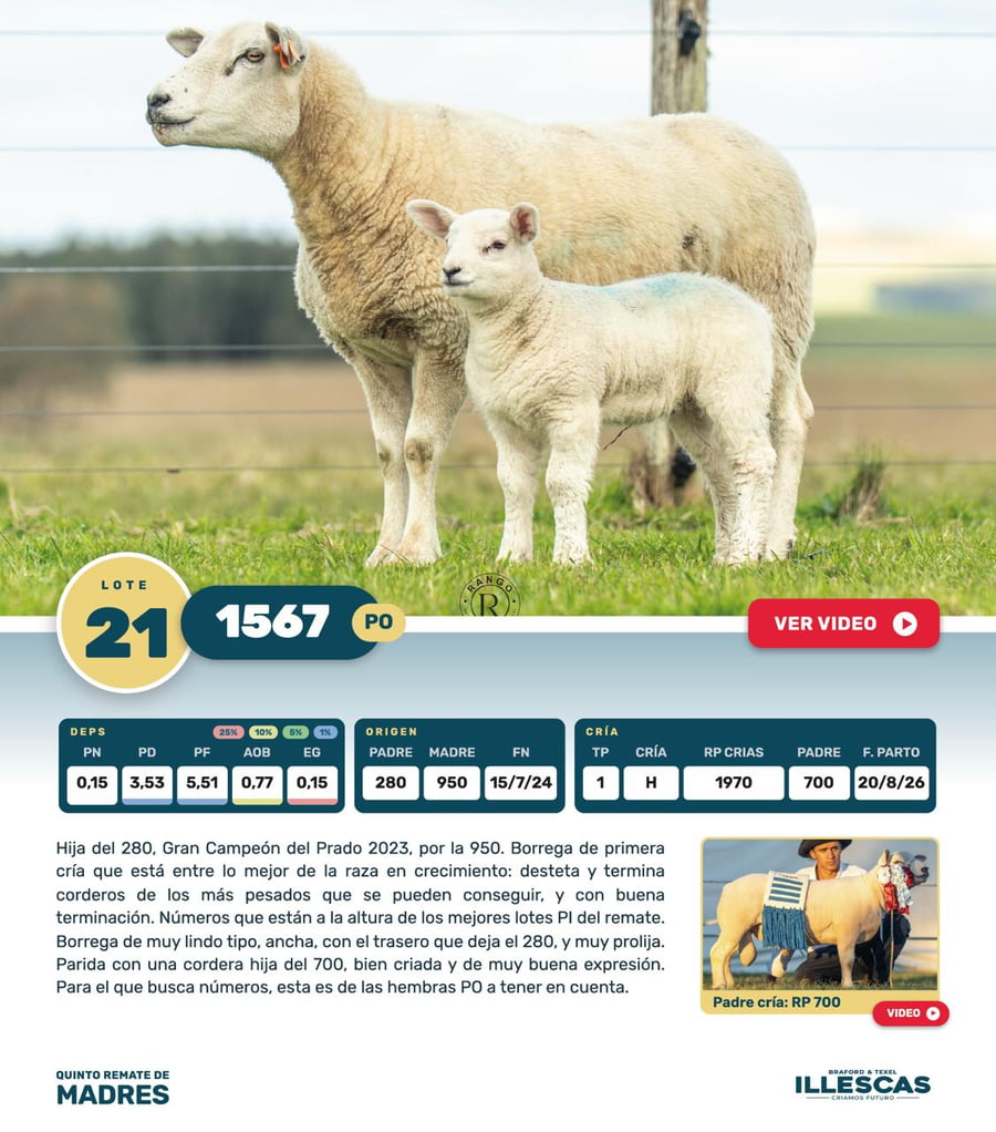 Lote Lote 21