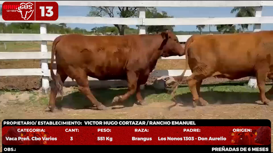 Lote LOTE 13 - POR PANTALLA