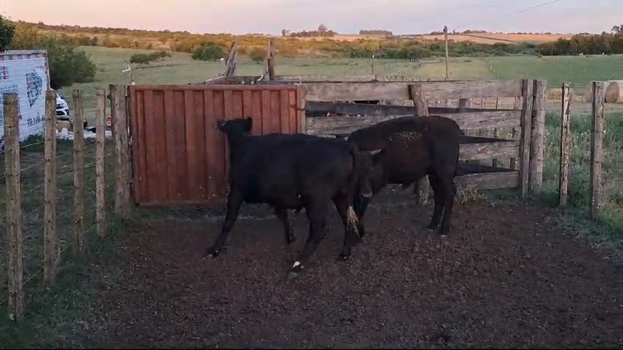 Lote NOVILLOS 1 A 2 AÑOS