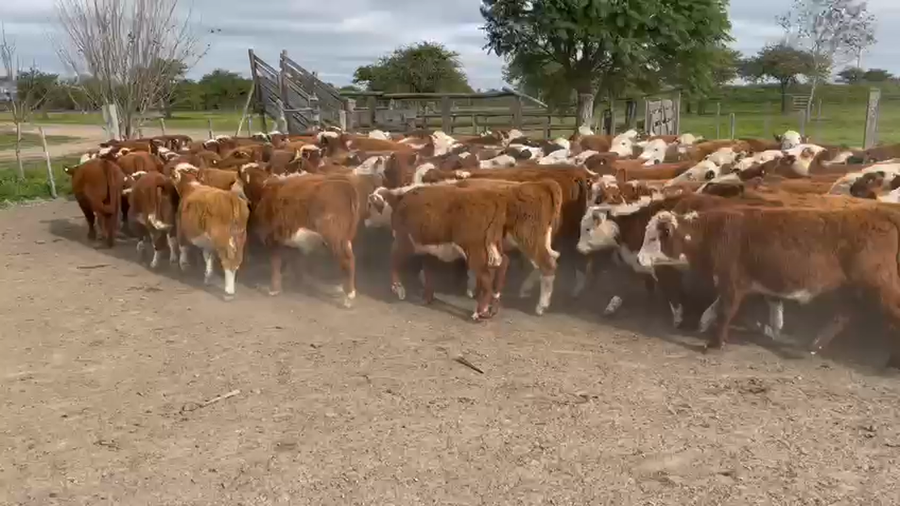 Lote 136 Terneros/as en Curuzú-Cuatiá, Corrientes