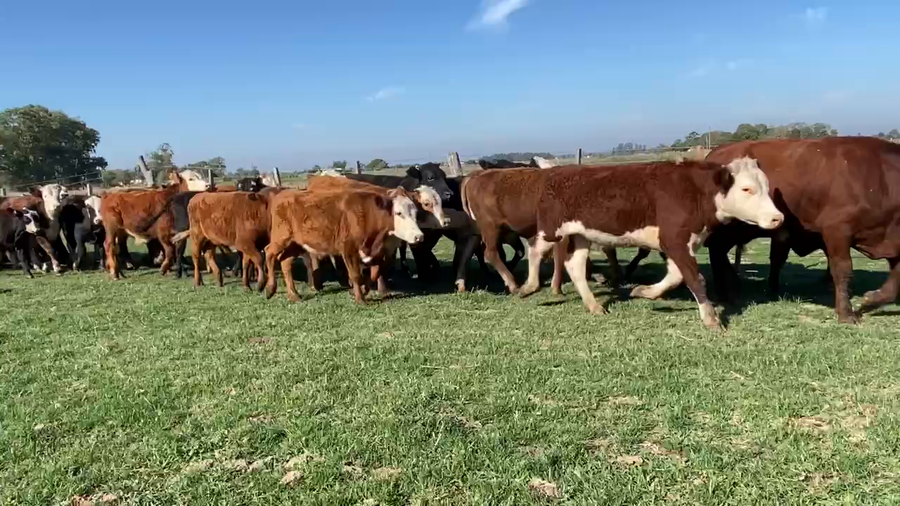 Lote 70 Novillitos en Esquina, Corrientes