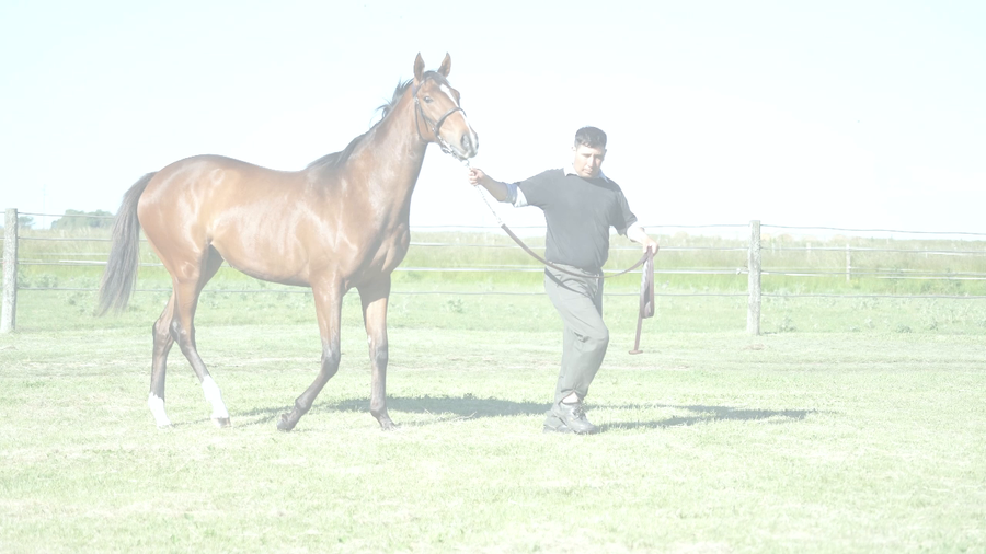 Lote PEINADORA NIK (NICODEMUS -  APASIONADA GULCH)