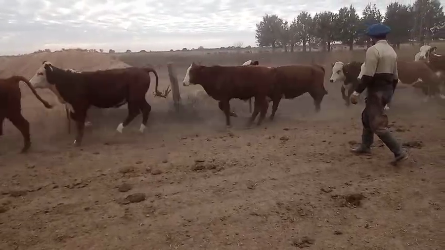 Lote 60 Novillitos y vaquillonas Braford en Tostado, Santa Fe