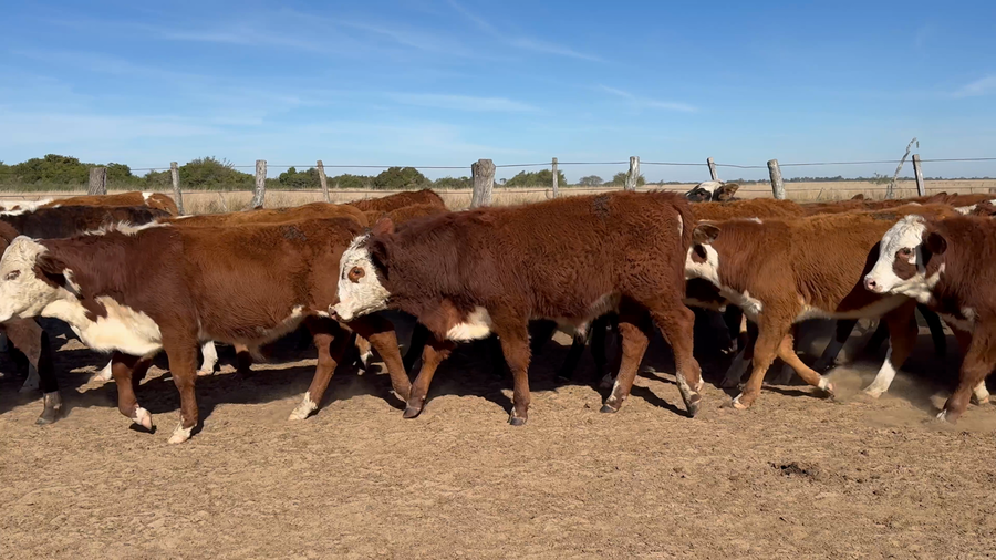 Lote 116 Terneros