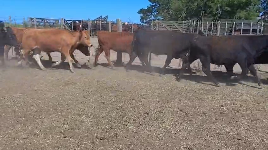 Lote 108 Novillitos en Coronel Vidal