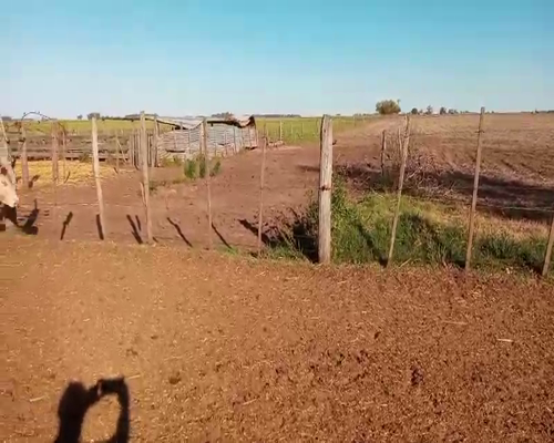 Lote 15 Terneros en Salazar, Buenos Aires